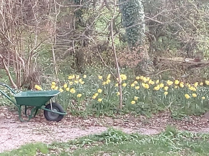 daffs and whellbarrow